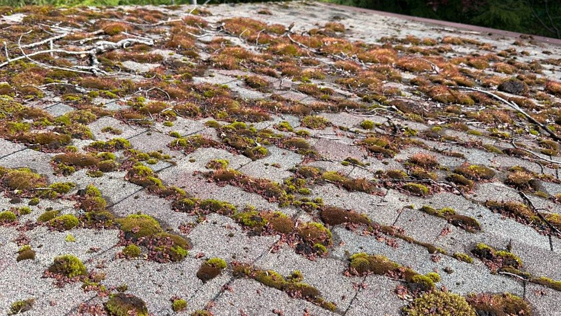 Thick green and rust-brown moss growing across an asphalt shingle roof