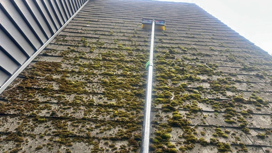 A telescoping brush pole reaching up an asphalt shingle roof covered in moss
